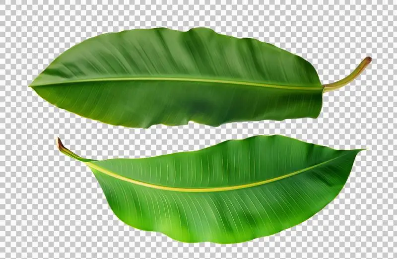 Set of Banana Leaves Isolated on Transparent Background