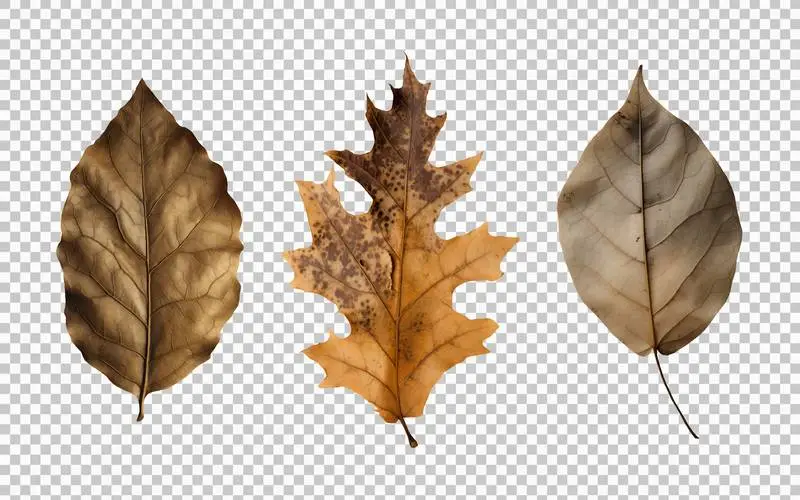 Set of Dried Autumn Leaves Isolated on Transparent Background