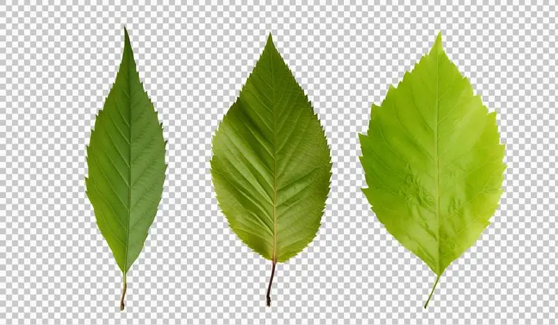 Set of Green Tree Leaves Isolated on Transparent Background