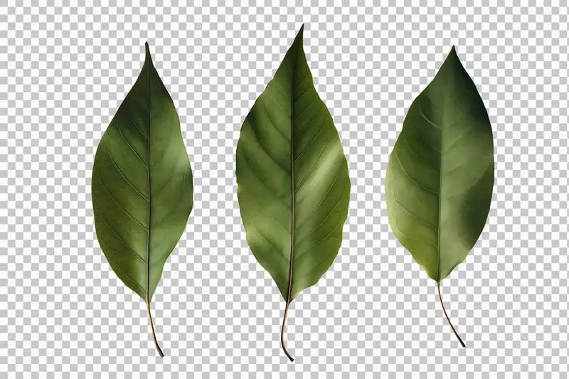 Set of Laurel Leaves Isolated on Transparent Background