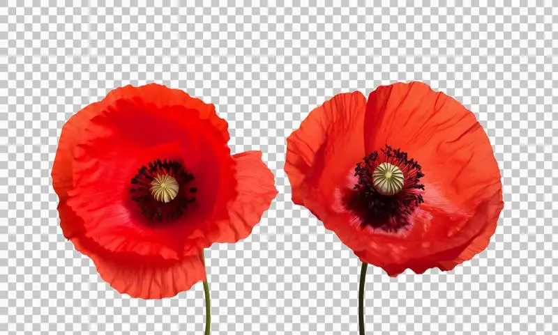 Set of Poppy Flowers Isolated on Transparent Background