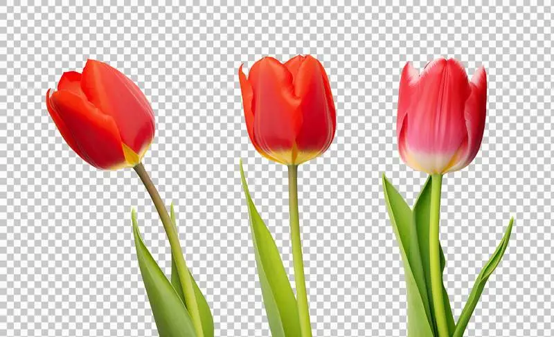 Set of Tulip Flowers Isolated on Transparent Background
