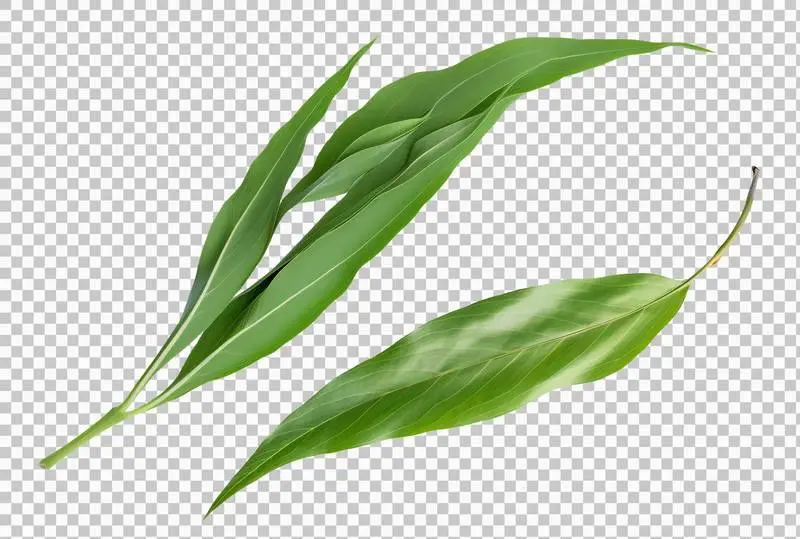 Set of Willow Leaves Isolated on Transparent Background