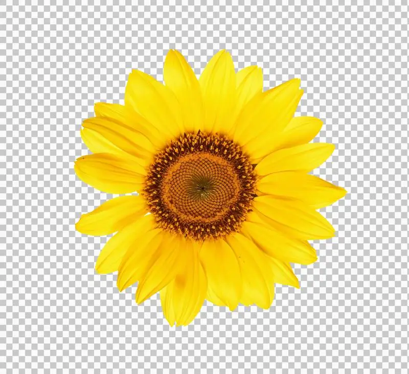 Sunflower Blossom Isolated on Transparent Background