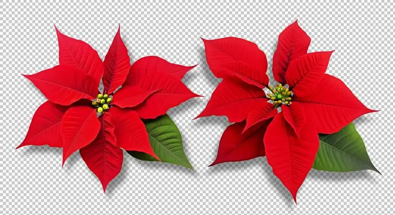 Two Poinsettia Christmas Plants Isolated on Transparent Background