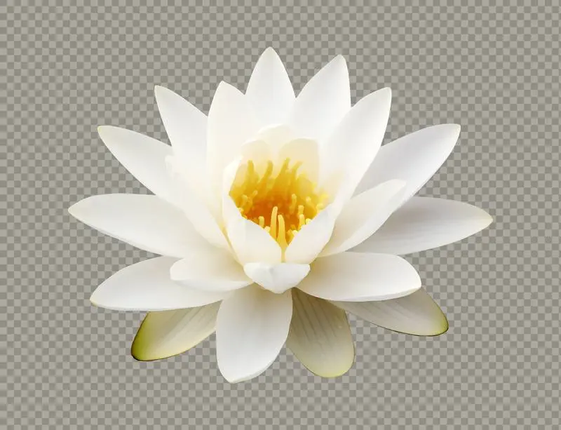 White Lotus Blossom Isolated on Transparent Background