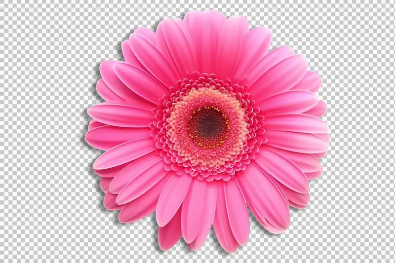 Pink Daisy Flower Isolated on Transparent Background