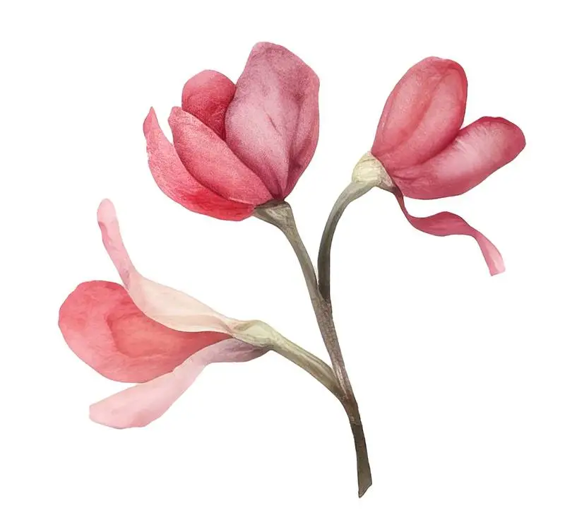 Isolated Watercolour Illustration of a Bouquet of Bright Pink Flowers on a Transparent Background