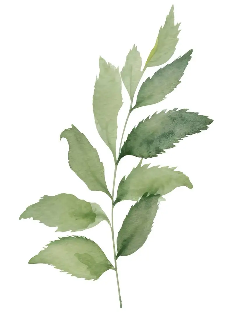 Isolated Watercolour Illustration of Bouquet of Green Leaves on Transparent Background