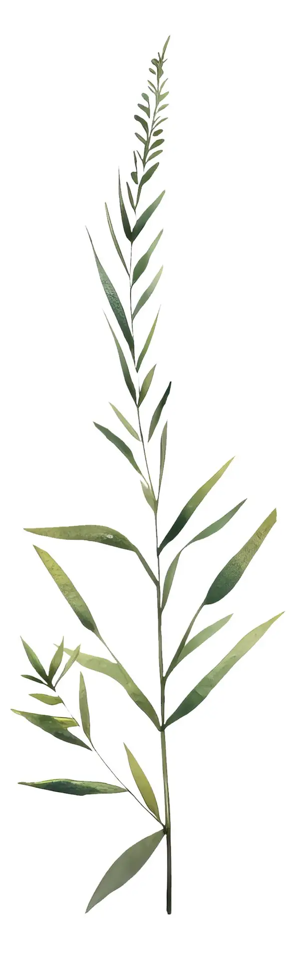 Isolated Watercolour Illustration of Branch with Elongated Leaves on Transparent Background