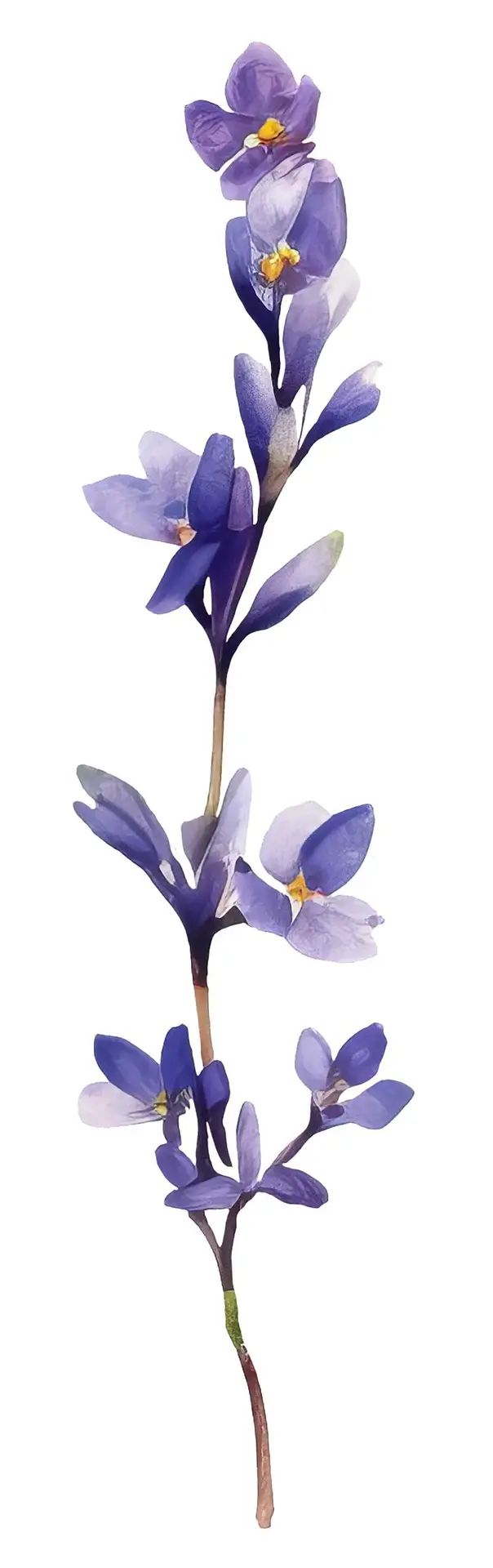 Isolated Watercolour Illustration of Elongated Branch with Purple Flowers on Transparent Background