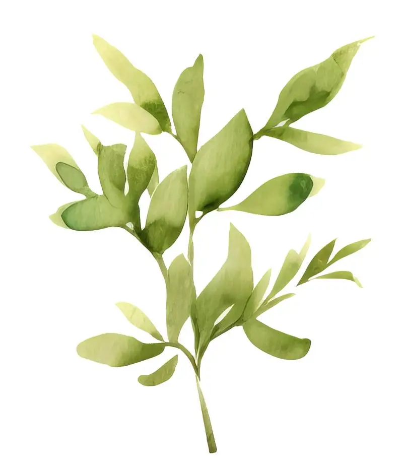 Isolated Watercolour Illustration of Green Stem with Leaves on Transparent Background