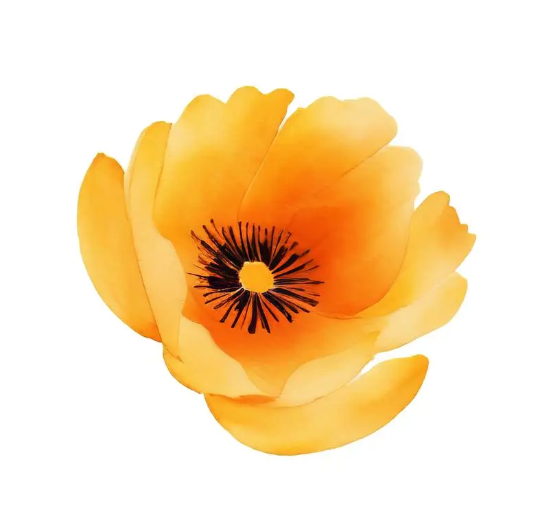 Isolated Watercolour Illustration of Large Orange Flower on Transparent Background