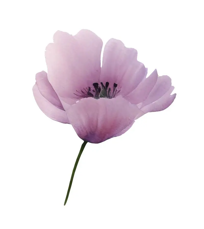 Isolated Watercolour Illustration of Large Purple Flower on Transparent Background