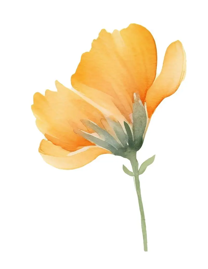 Isolated Watercolour Illustration of Large Yellow Flower with Green Stem on Transparent Background