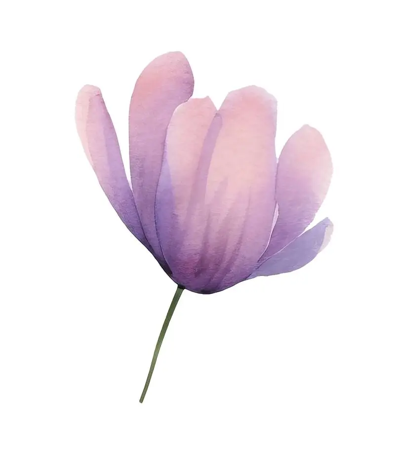 Isolated Watercolour Illustration of Purple Flower and Large Rose with Green Stem on Transparent Background