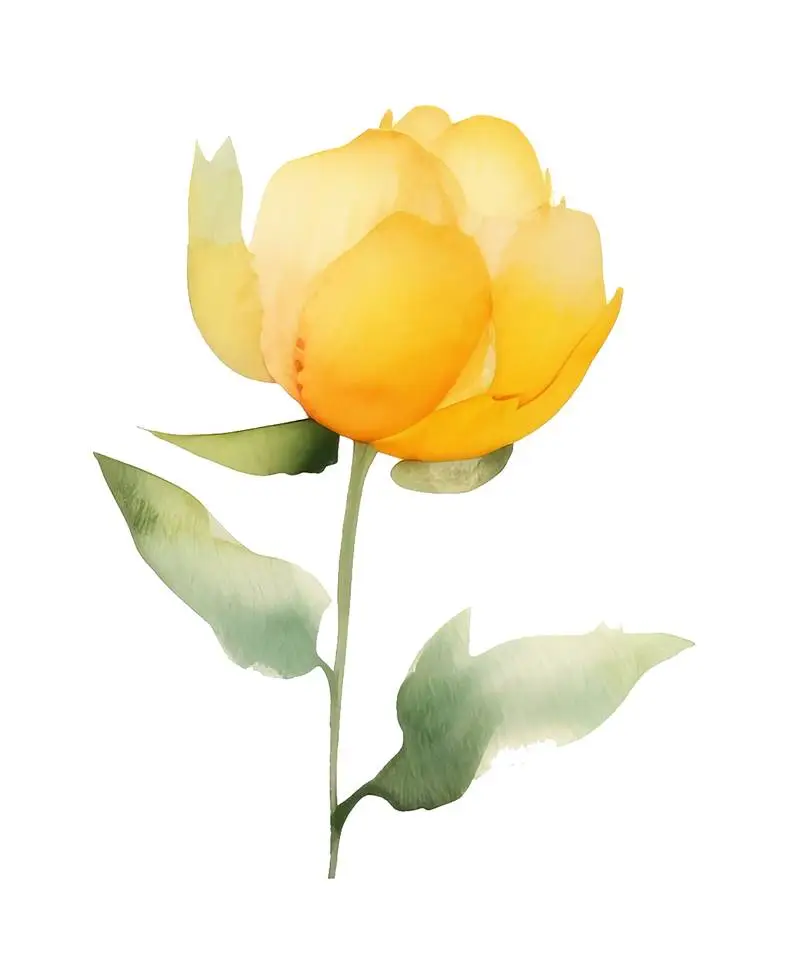 Isolated Watercolour Illustration of Yellow Rose with Green Leaves on Transparent Background