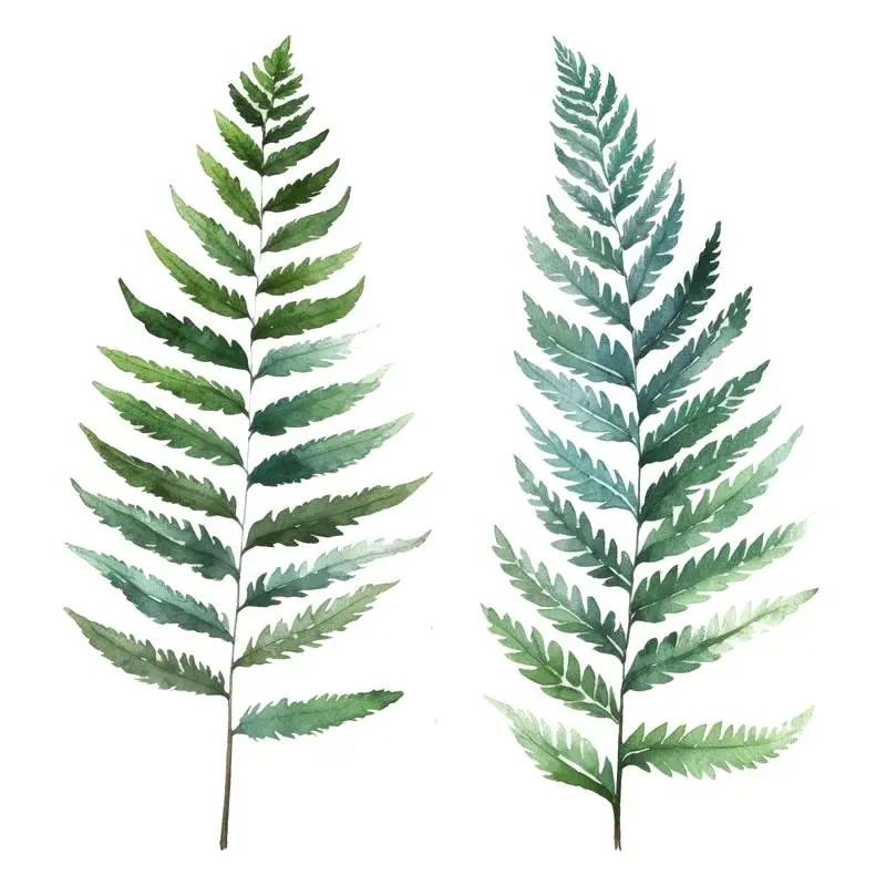 Pack of Watercolour Fern Leaf Illustrations Isolated on a Transparent Background