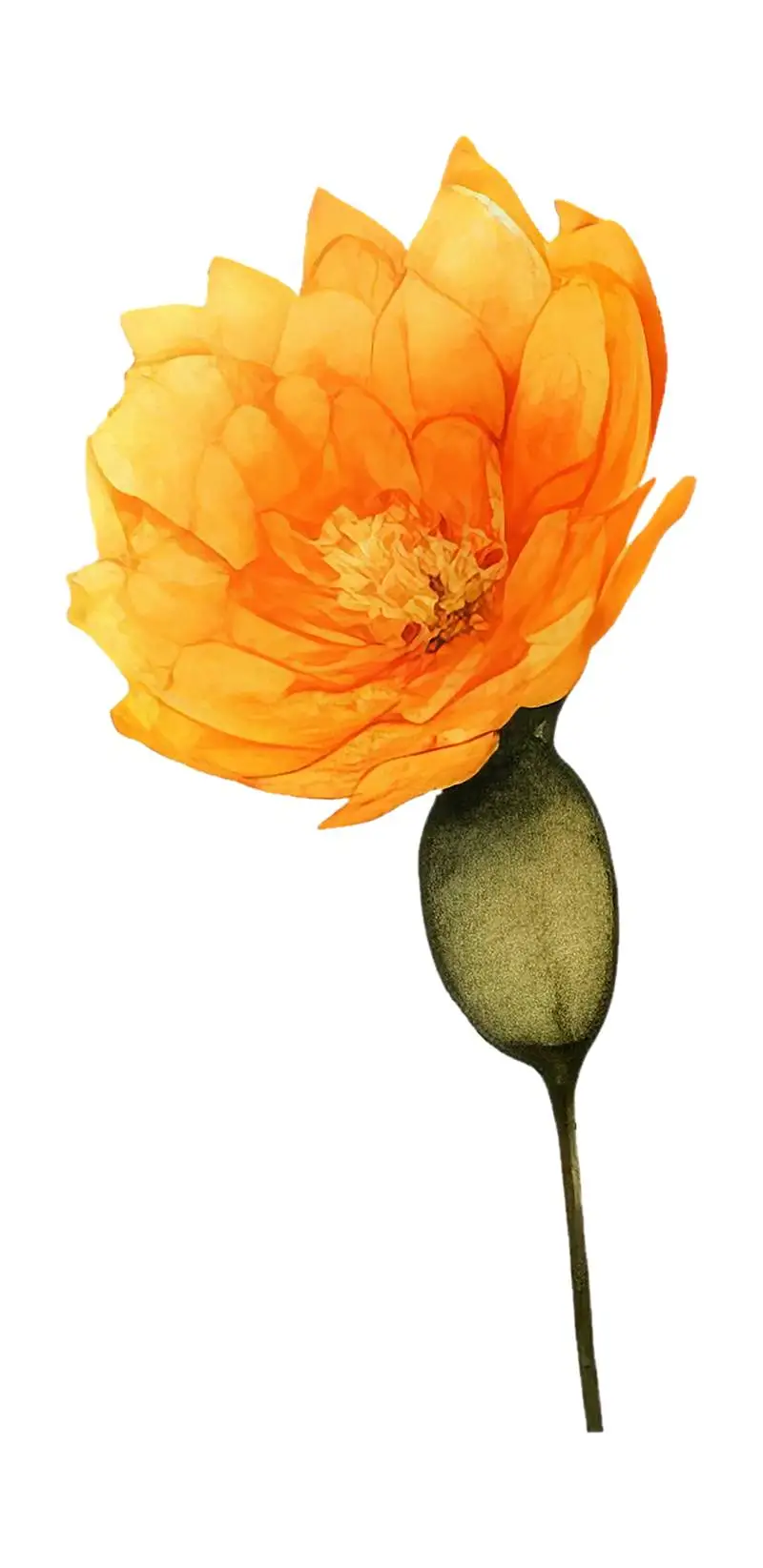 Watercolour Illustration of Orange Flower with Leaves Isolated on White Background