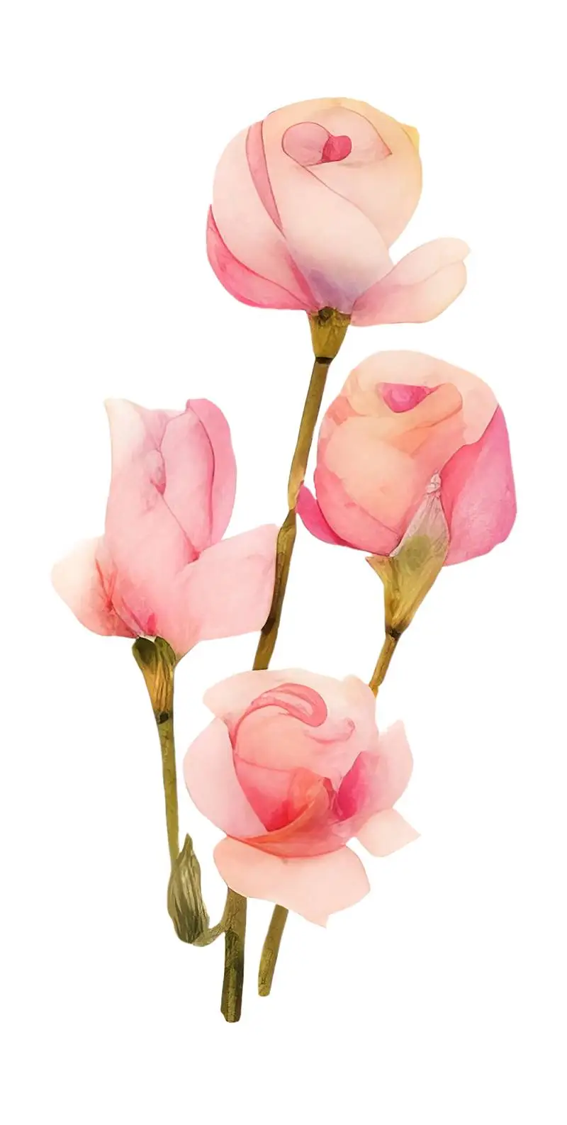 Watercolour Illustration of Pink Flowers with Green Stems Isolated on a Transparent Background