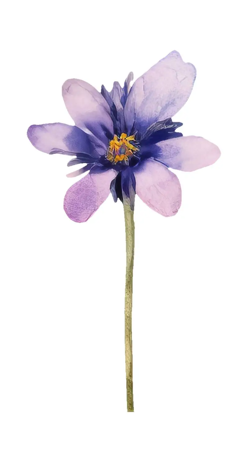 Watercolour Illustration of Purple Flower Isolated on White Background