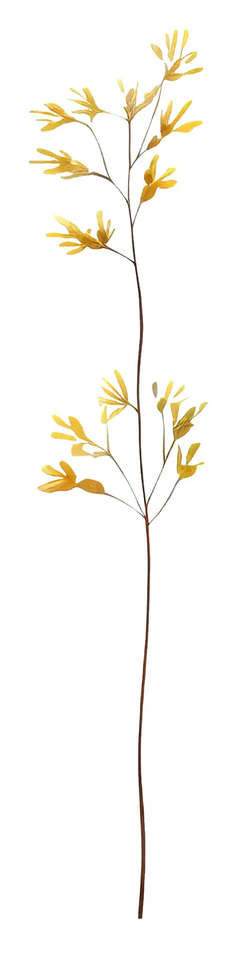 Watercolour Illustration of Yellow Flowers with Green Stems Isolated on a Transparent Background