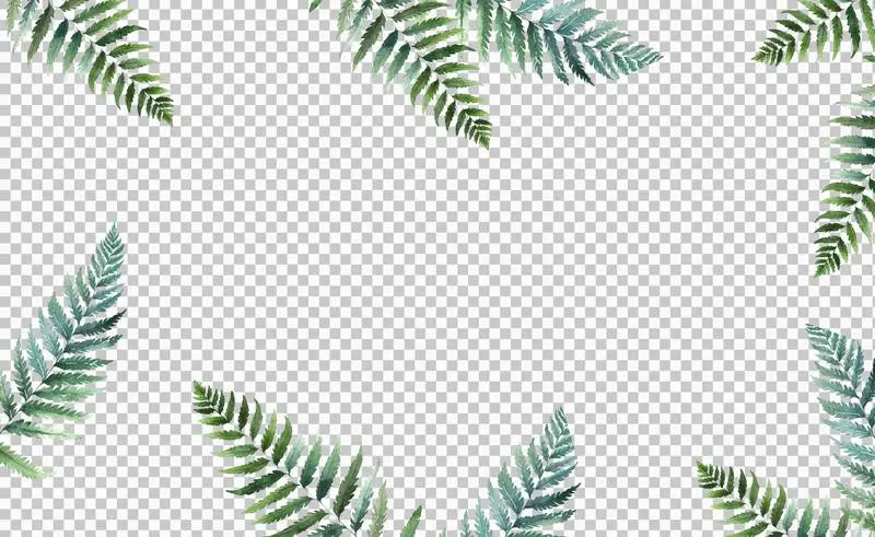 Collection of Watercolour Illustrations of Fern Leaves on a Transparent Background