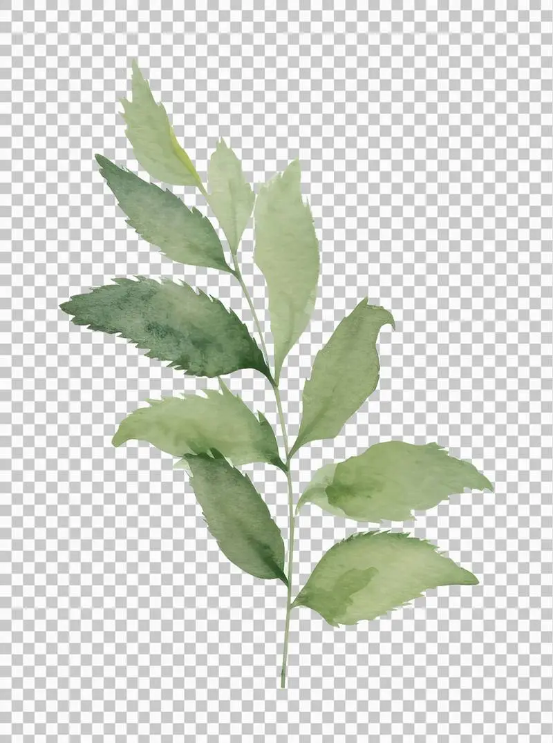 Isolated Watercolour Illustration of a Bouquet of Green Leaves on a Transparent Background