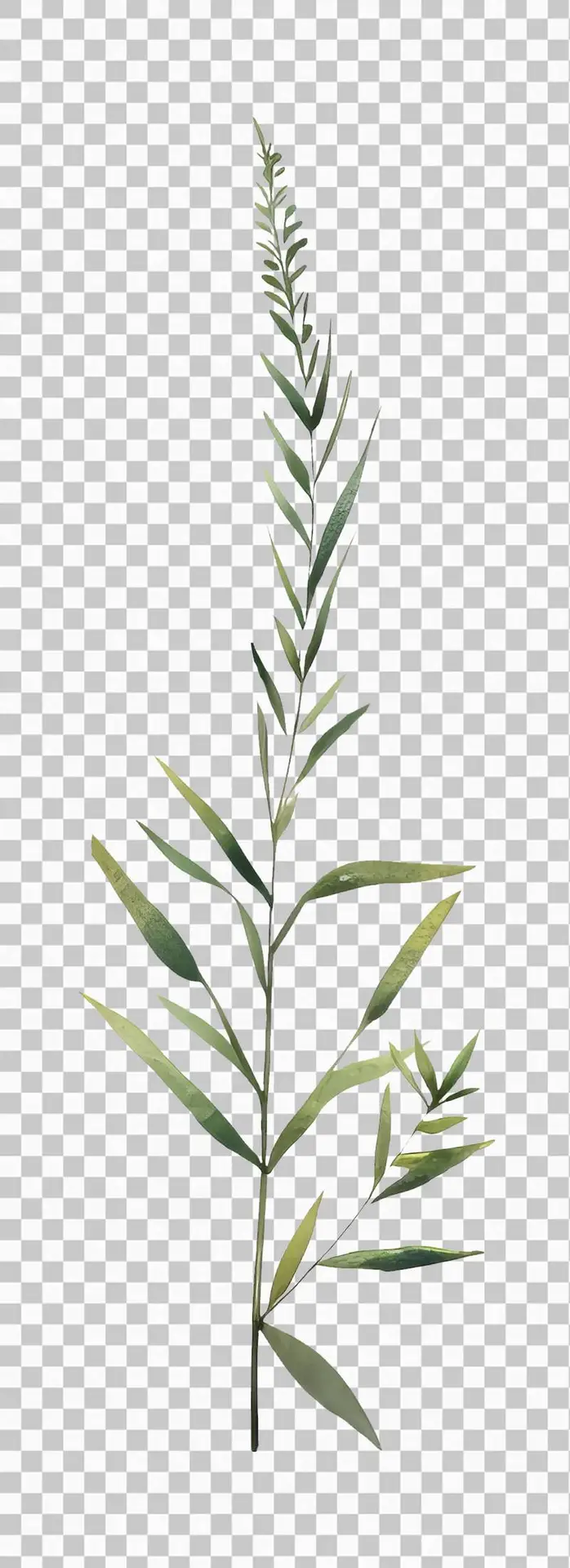 Isolated Watercolour Illustration of a Branch with Elongated Leaves on a Transparent Background