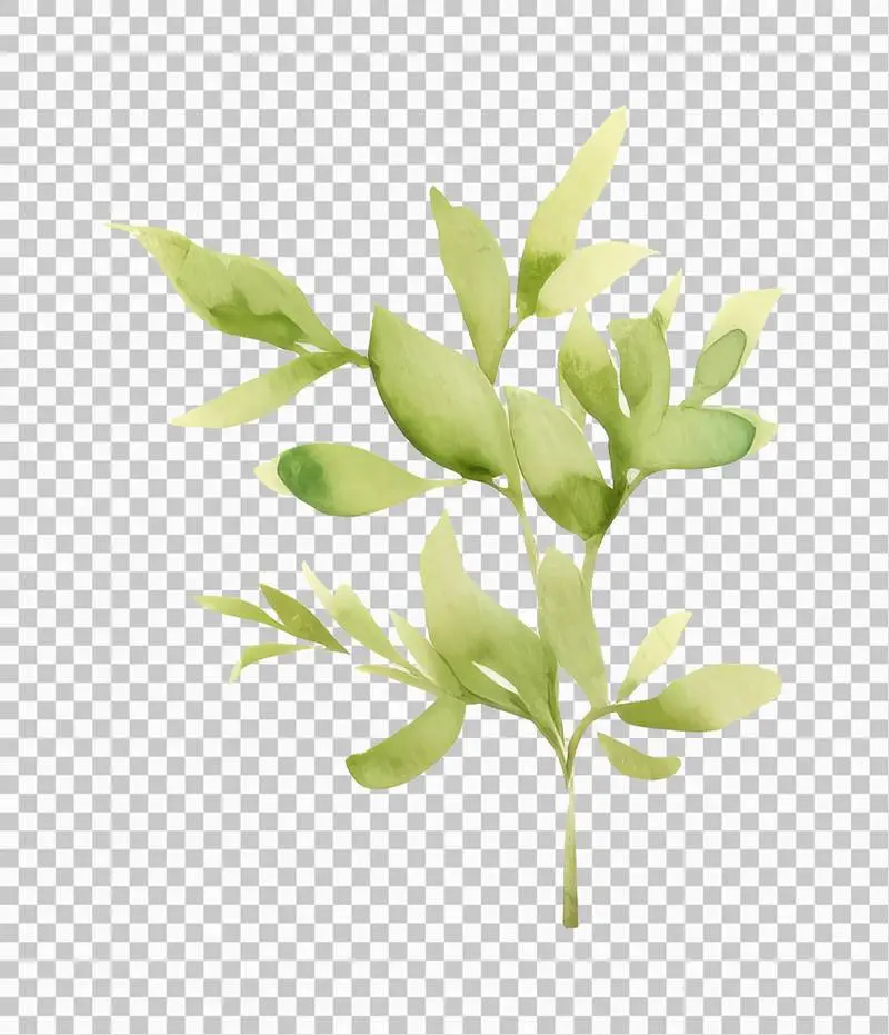 Isolated Watercolour Illustration of a Green Stem with Leaves on a Transparent Background
