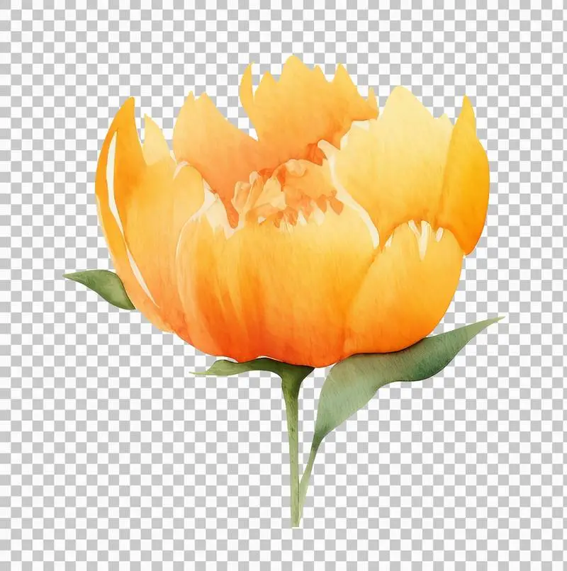 Isolated Watercolour Illustration of a Large Orange Peony with a Green Stem on a Transparent Background