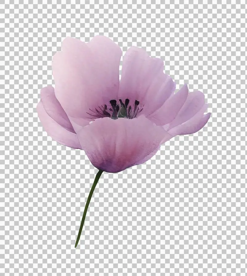 Isolated Watercolour Illustration of a Large Purple Flower on a Transparent Background