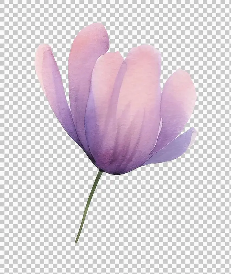Isolated Watercolour Illustration of a Purple Flower and a Large Rose with a Green Stem on a Transparent Background