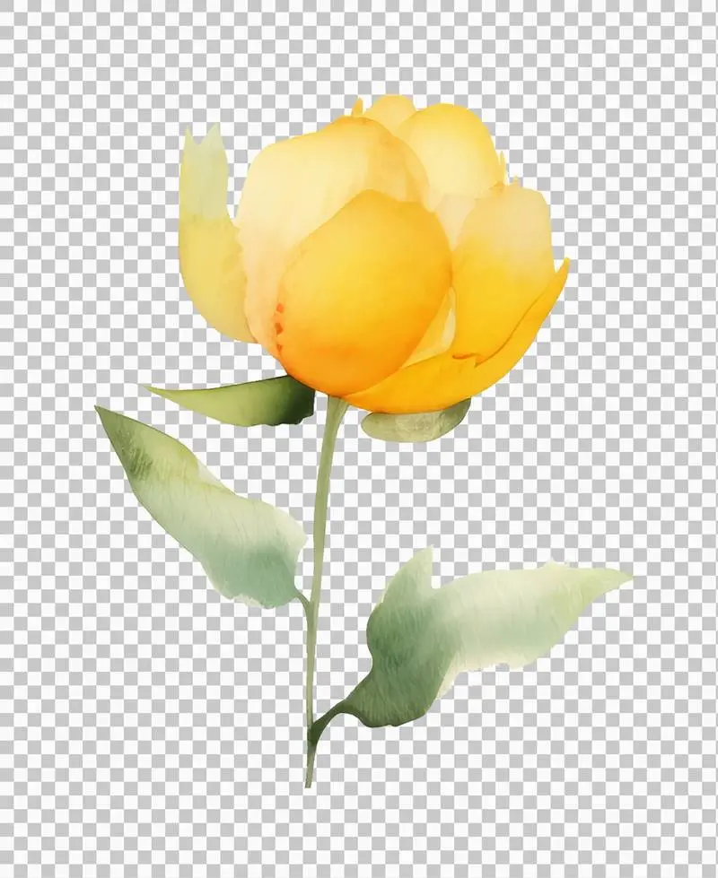 Isolated Watercolour Illustration of a Yellow Rose with Green Leaves on a Transparent Background