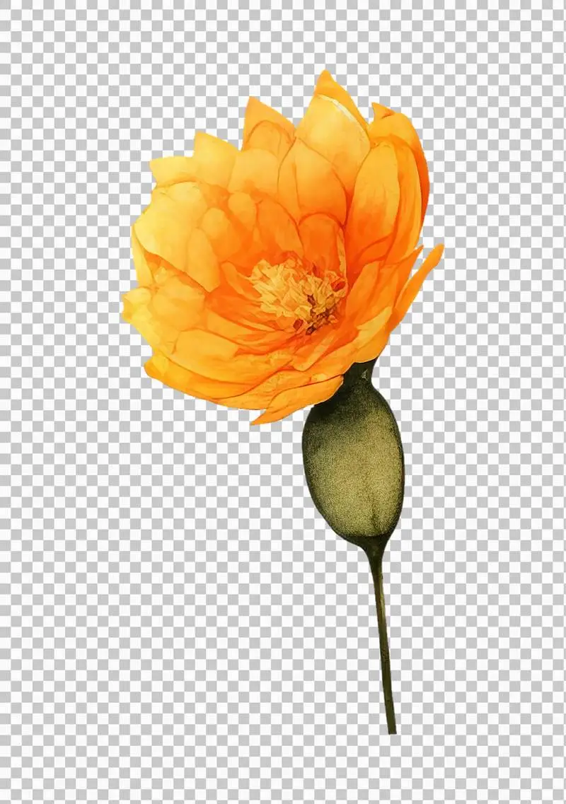 Watercolour Illustration of an Orange Flower with Leaves Isolated on a Transparent Background
