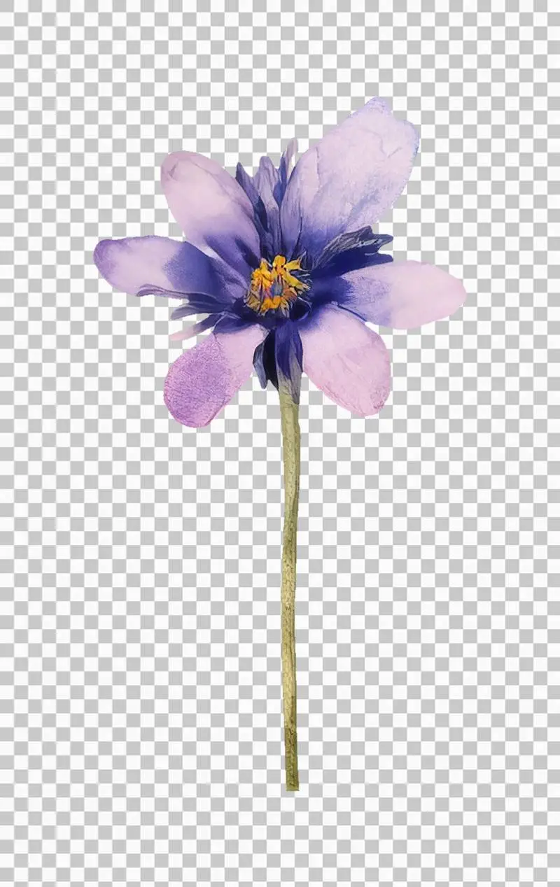 Watercolour Illustration of a Purple Flower Isolated on a Transparent Background