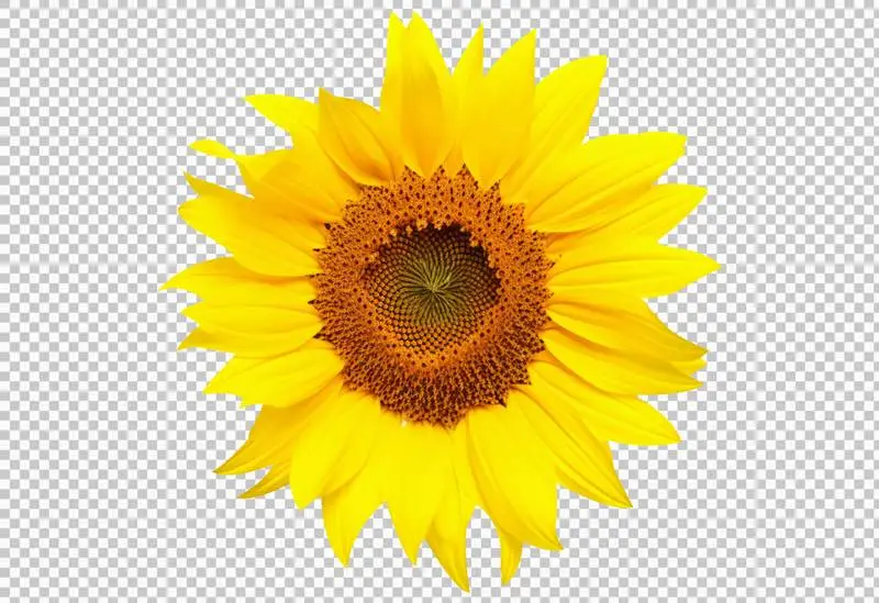 Sunflower Blossom Isolated on a Transparent Background