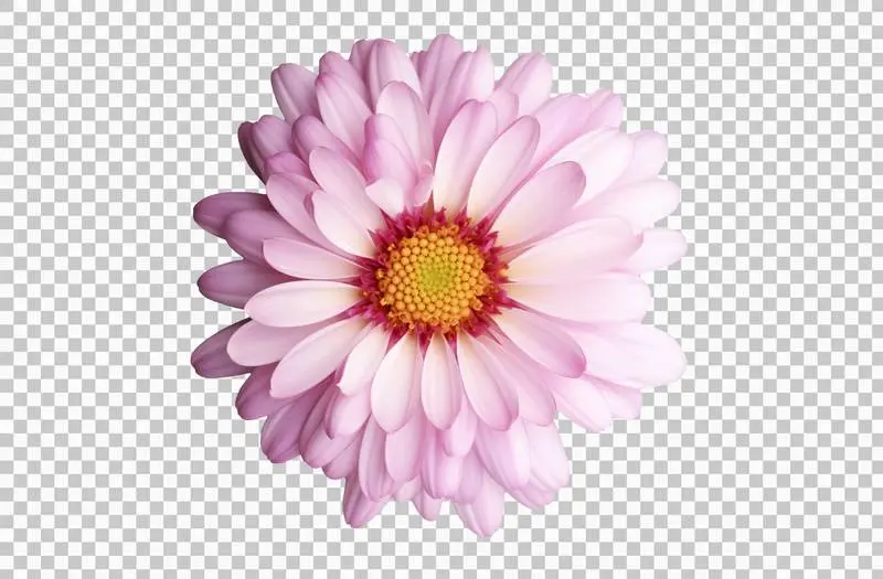 Chrysanthemum Flower Isolated on a Transparent Background