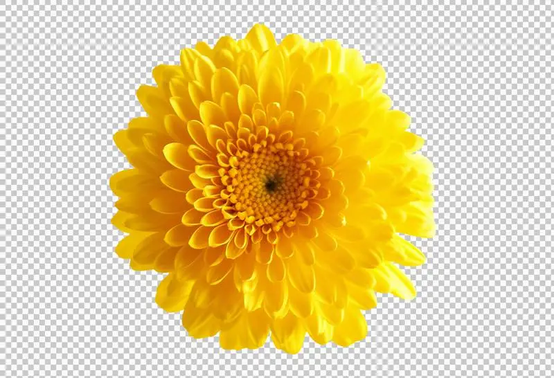 Yellow Chrysanthemum Flower Isolated on a Transparent Background