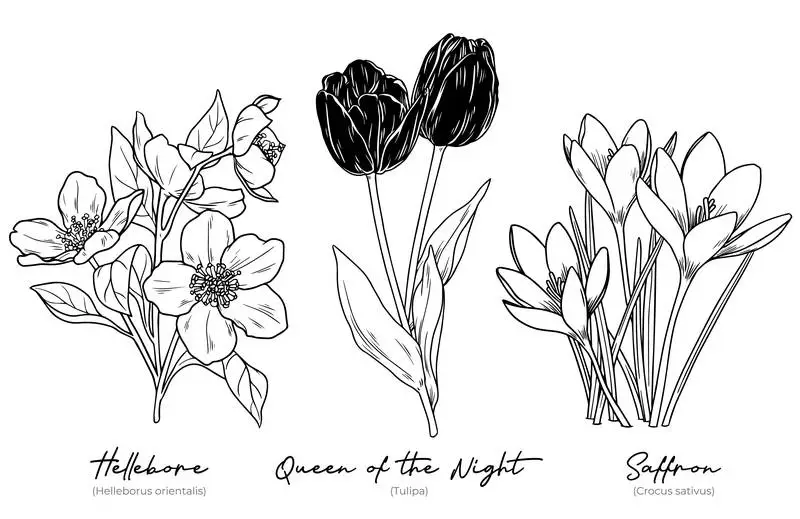 Collection of Hand-Drawn Winter Flowers Vector