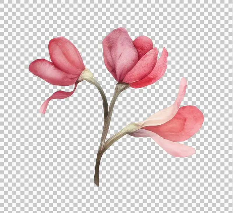 Isolated Watercolour Illustration of a Bouquet of Bright Pink Flowers on a Transparent Background PNG
