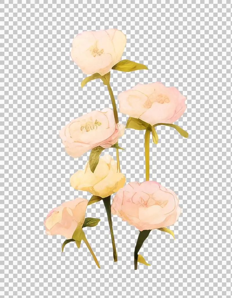 Watercolour Illustration of Beige Flowers with Green Stems Isolated on a Transparent Background PNG