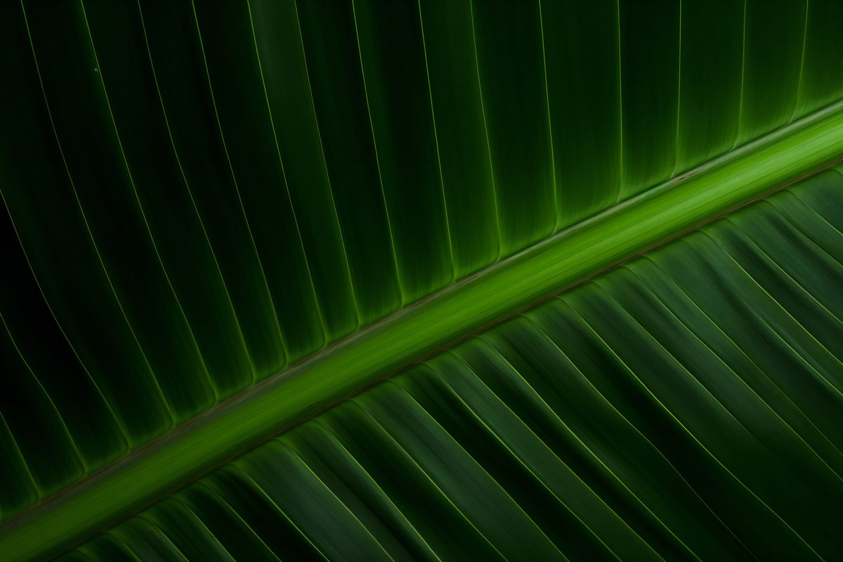 Coconut palm leaf image