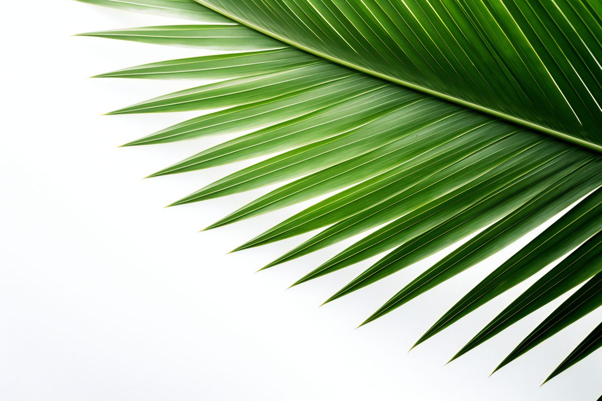 Image of coconut palm leaf on white background