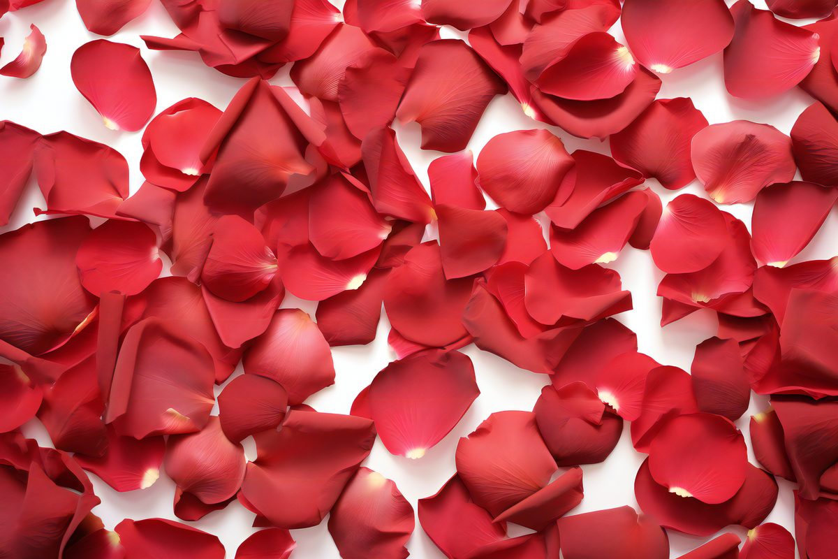 Photo of red rose petals covering an entire white surface
