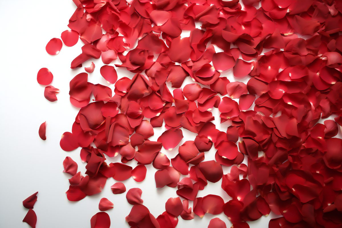Picture of red rose petals beautifully covering an entire white surface