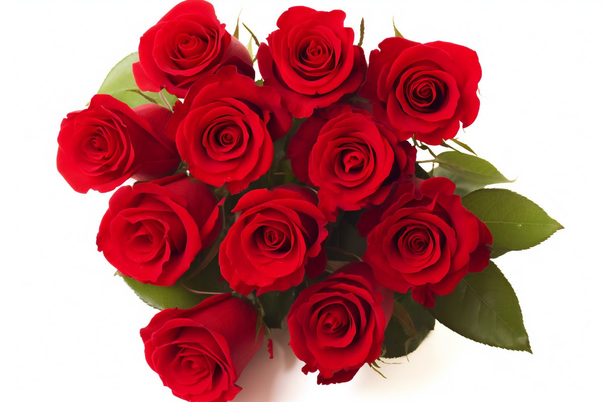 Red roses bouquet on a white background