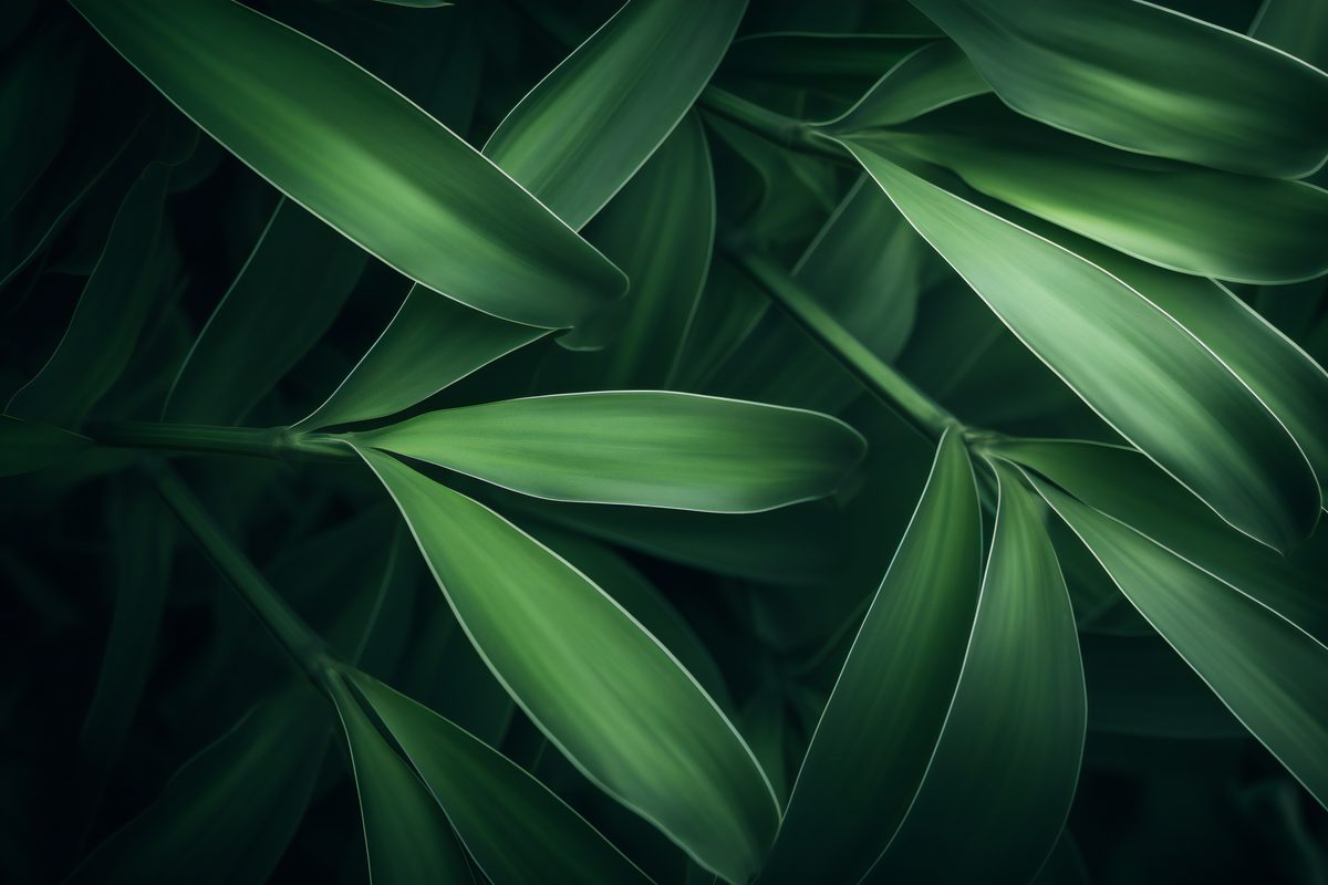 Bamboo leaf collection background