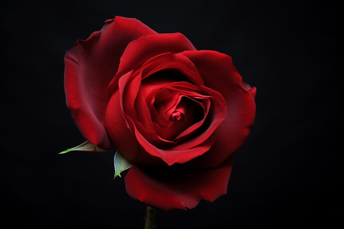 Photo of a beautiful red rose on black background