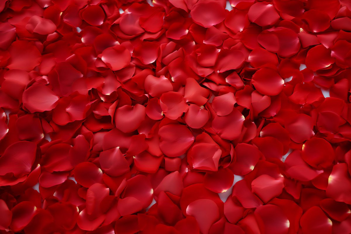 Photo of a surface covered with beautiful fresh red rose petals